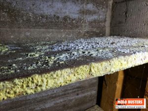 cold room mold free