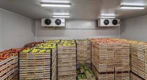 The Economic Impact of Cold Storage Infrastructure in Agriculture